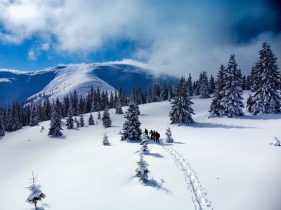 白昼白云蓝天下白雪覆盖的地面上的绿色松树